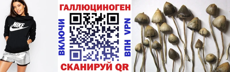 KRAKEN ССЫЛКА  дарнет шоп  Кирсанов  Галлюциногенные грибы Psilocybine cubensis 